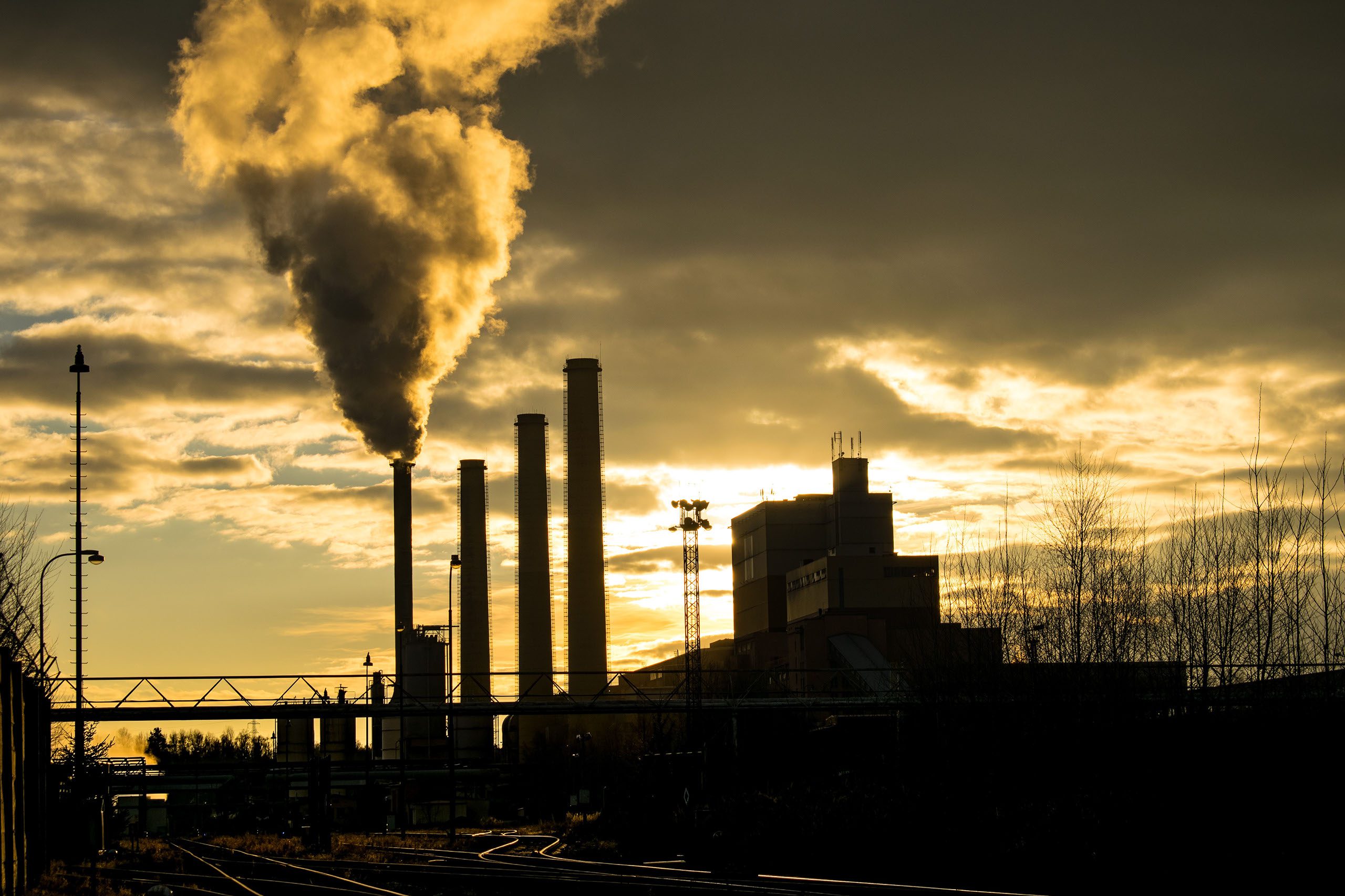Menardi’s Place in the Pulp Mill